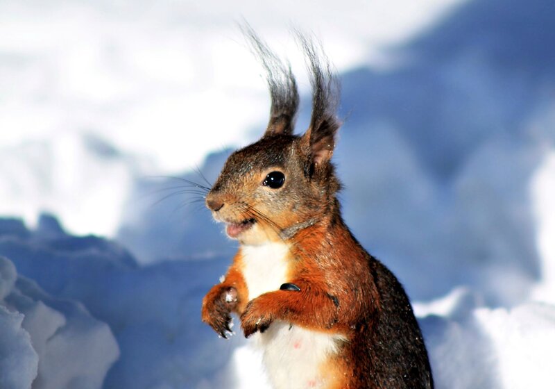 Squirrel in Snow — Brown, Alert