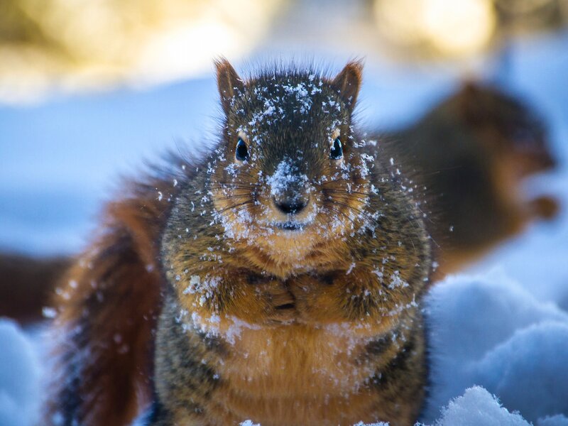 Squirrel in Snow — Brown, Calm, Winter, Photograph