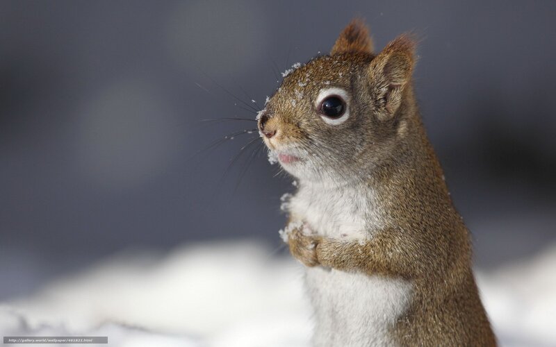 Squirrel in Snow — Brown, Calm, Winter, Photograph, Whiskers, Paws