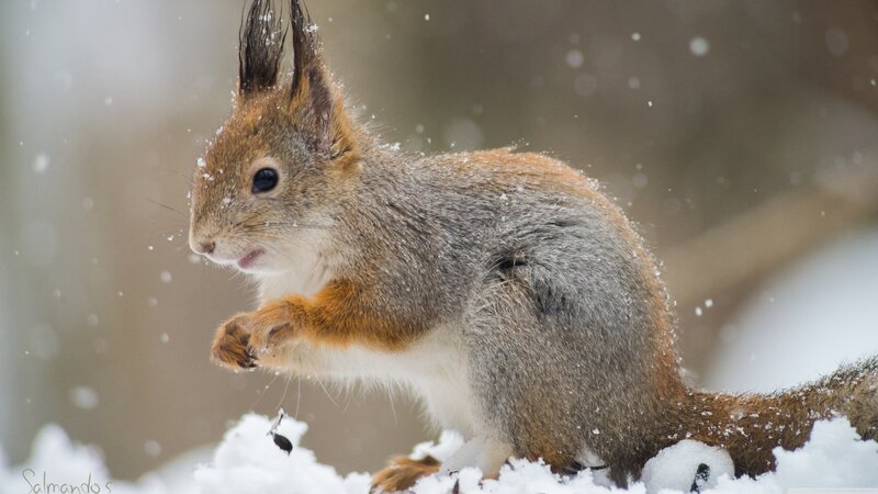 Squirrel in Snow — Brown, Calm, Winter