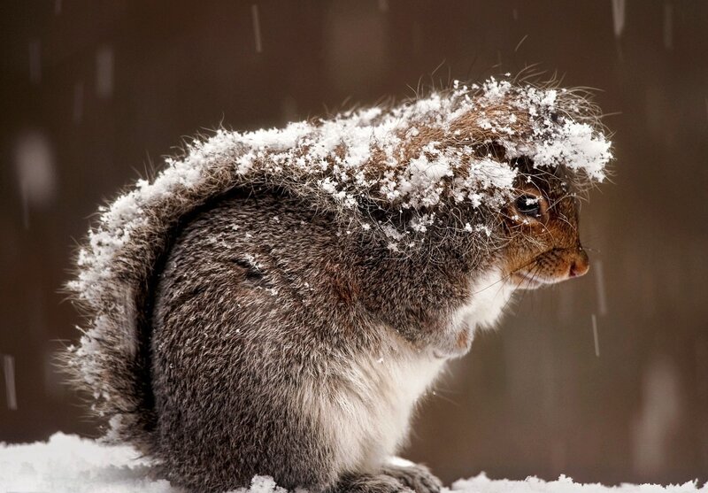 Squirrel in Snow — Brown, Cold