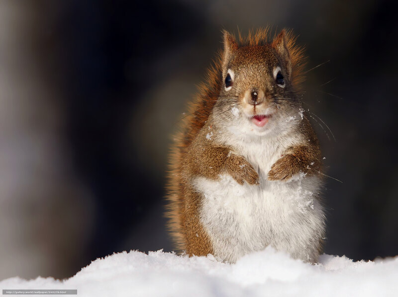 Squirrel in Snow — Brown, Curious