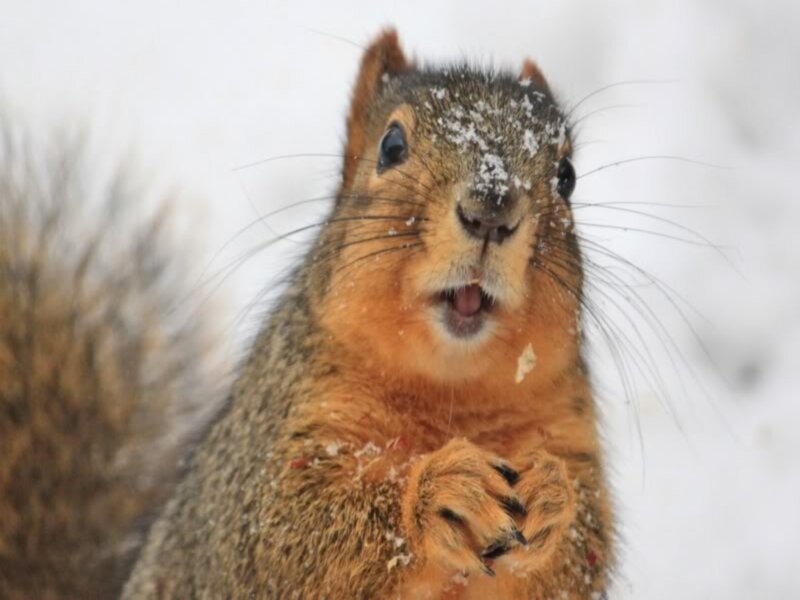 Squirrel in Snow — Brown, Neutral