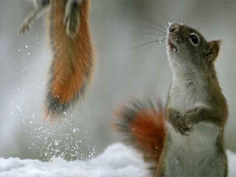 Squirrel in Snow — Brown, Playful