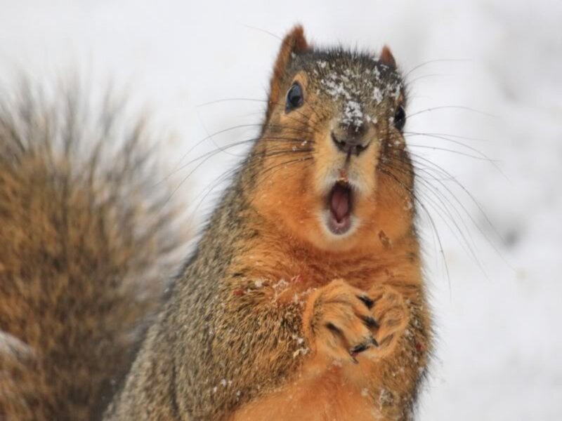 Squirrel in Snow — Brown, Surprised