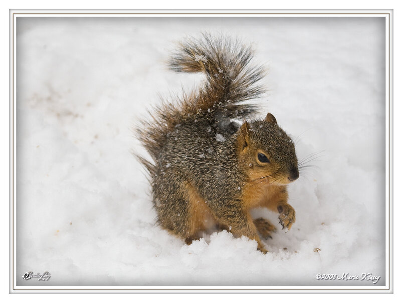 Squirrel in Snow — Brown
