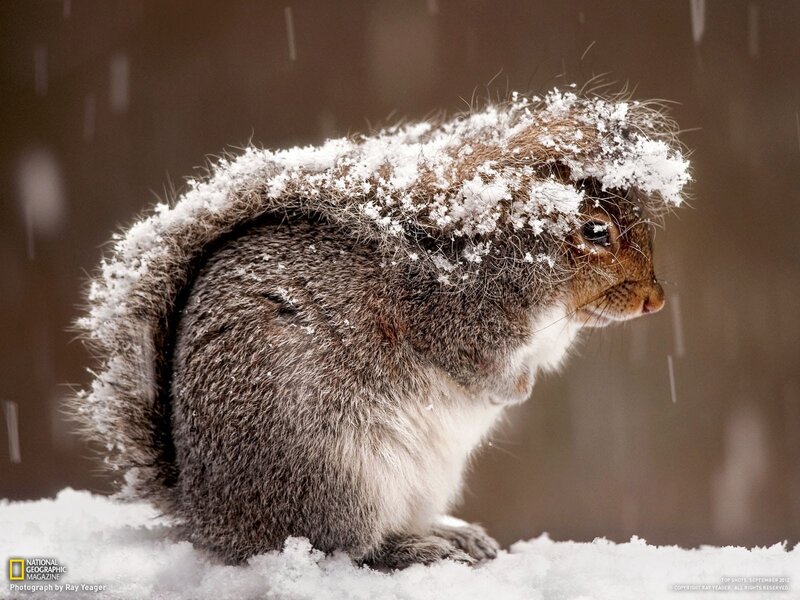 Squirrel in Snow — Gray, Calm, Winter, Photograph, Tail