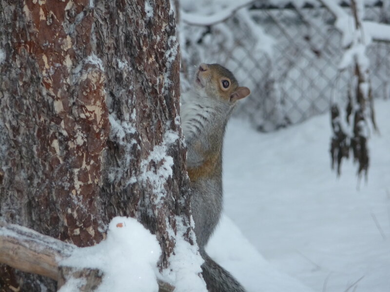 Squirrel in Snow — Gray, Calm, Winter, Photograph, Tree, Fence