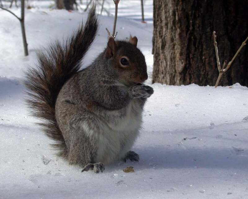 Squirrel in Snow — Gray, Calm, Winter, Photograph, Tree