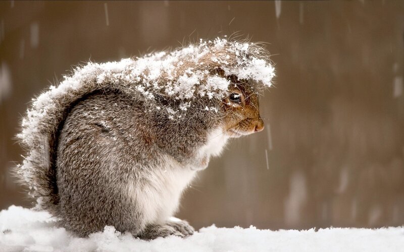 Squirrel in Snow — Gray, Calm, Winter