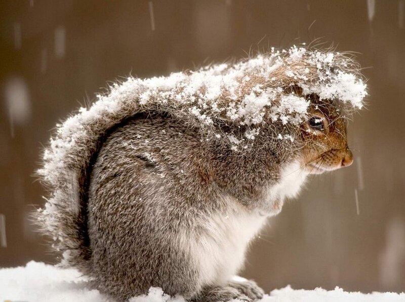 Squirrel in Snow — Gray, Cold