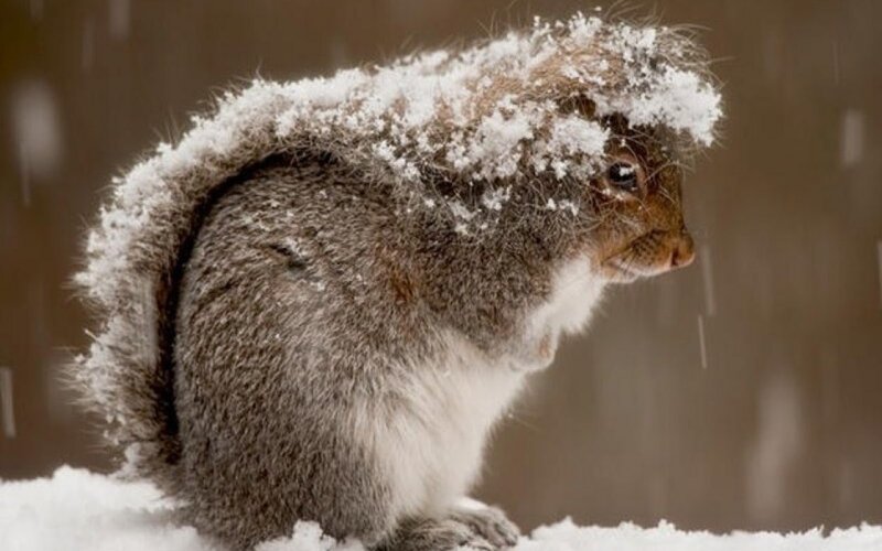 Squirrel in Snow — Gray, Cold, Winter, Photograph, White