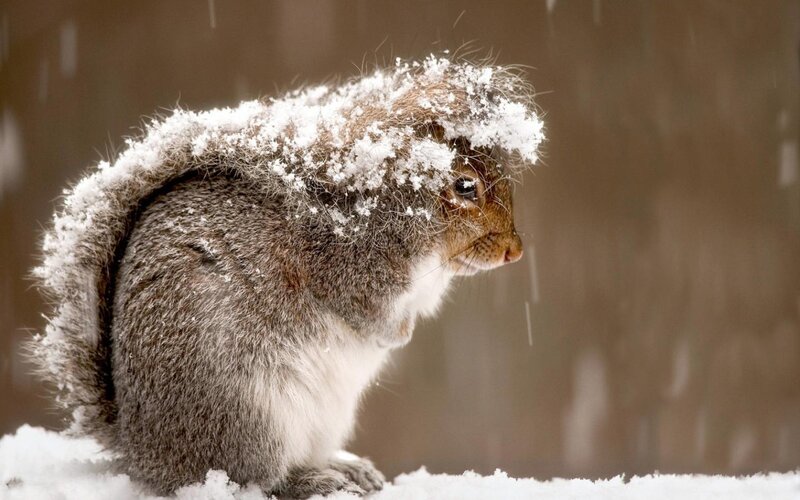 Squirrel in Snow — Gray, Cold, Winter