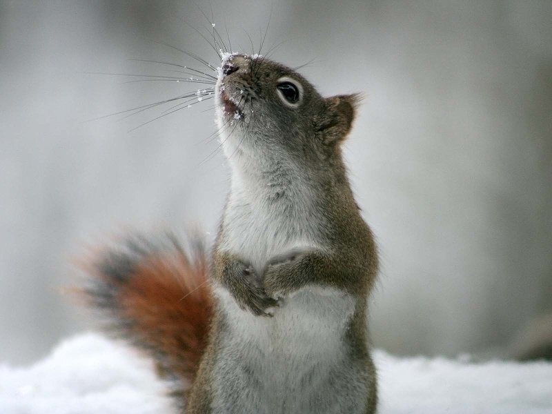 Squirrel in Snow — Gray
