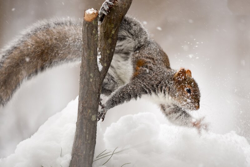 Squirrel in Snow — White, Active