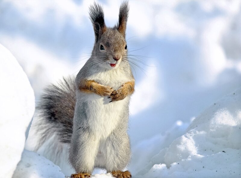 Squirrel in Snow — White, Alert