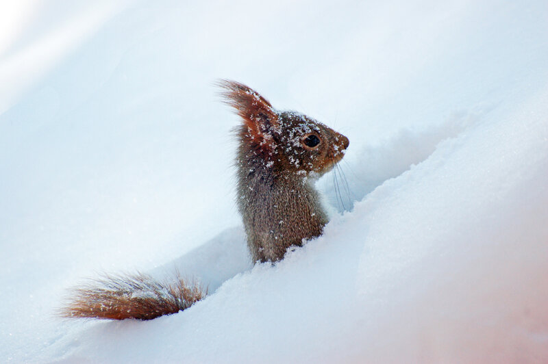 Squirrel in Snow — White, Calm