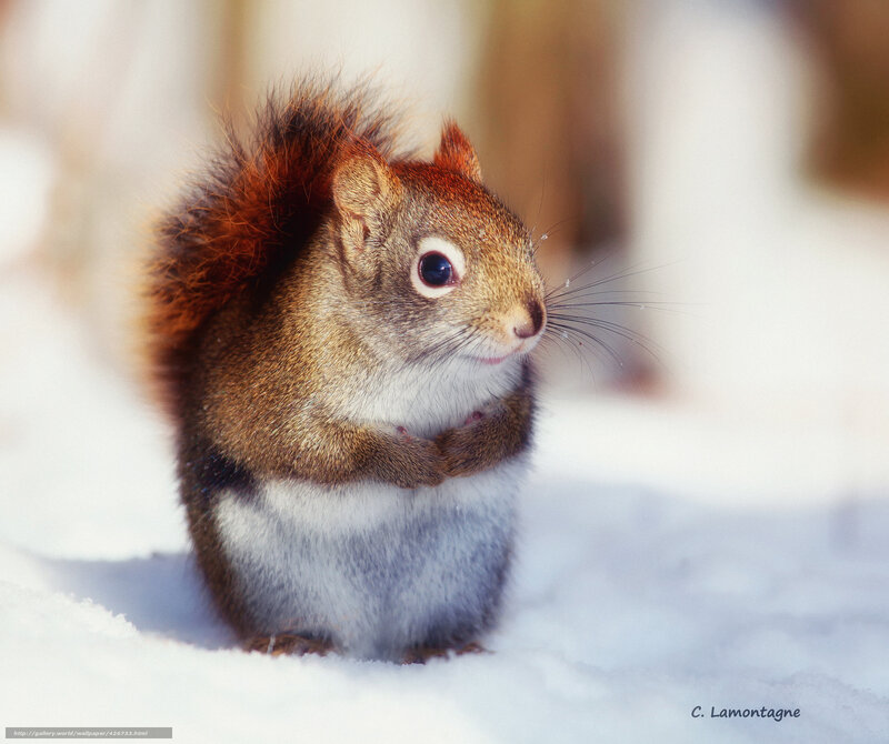 Squirrel in Snow — White, Calm, Winter, Photograph, Forest