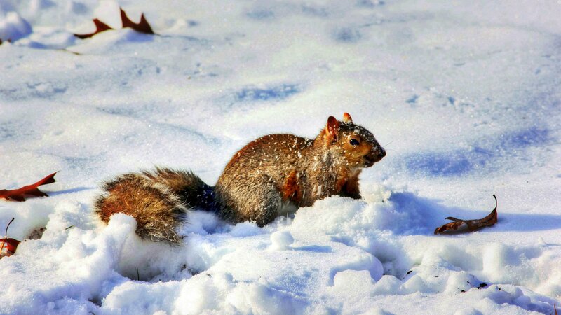 Squirrel in Snow — White, Calm, Winter, Photograph, Leaves