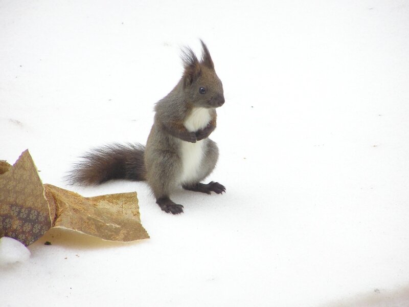 Squirrel in Snow — White, Calm, Winter, Photograph, Paper