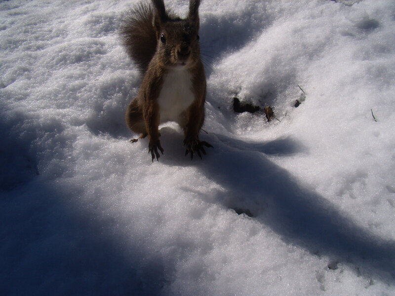 Squirrel in Snow — White, Calm, Winter, Photograph, Shadow