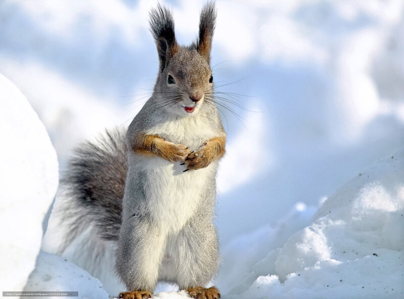 Squirrel in Snow — White, Calm, Winter, Photograph, Tail, Ears