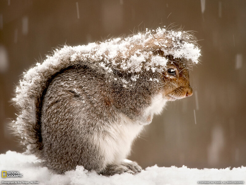 Squirrel in Snow — White, Calm, Winter, Photograph, Tail