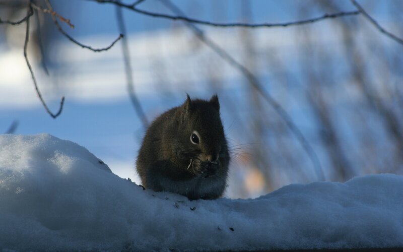 Squirrel in Snow — White, Calm, Winter, Photograph