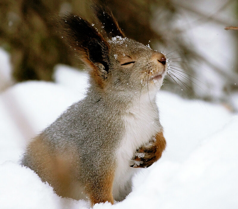Squirrel in Snow — White, Calm, Winter, Photograph, Tree