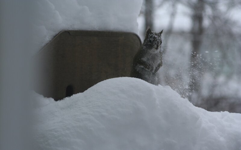 Squirrel in Snow — White, Cold