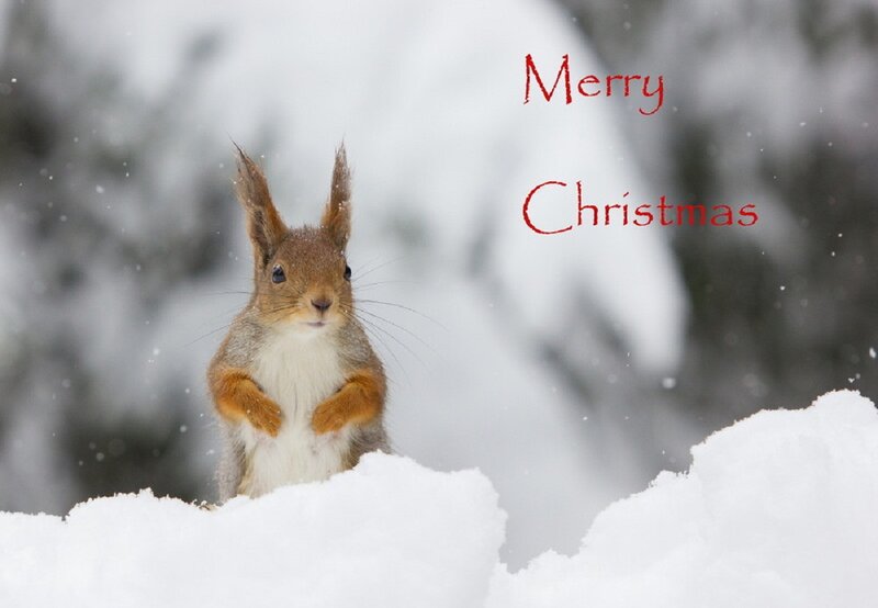 Squirrel in Snow — White, Peaceful
