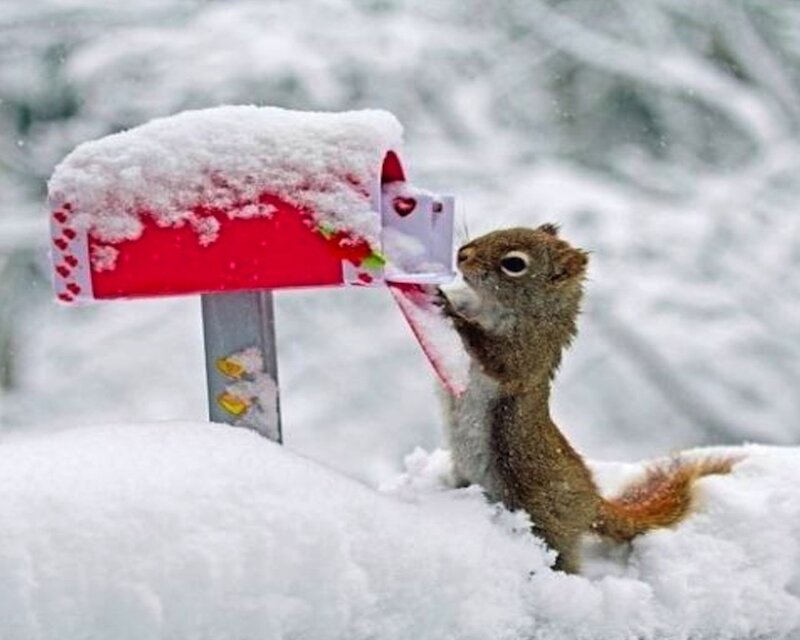 Squirrel in Snow — White, Playful
