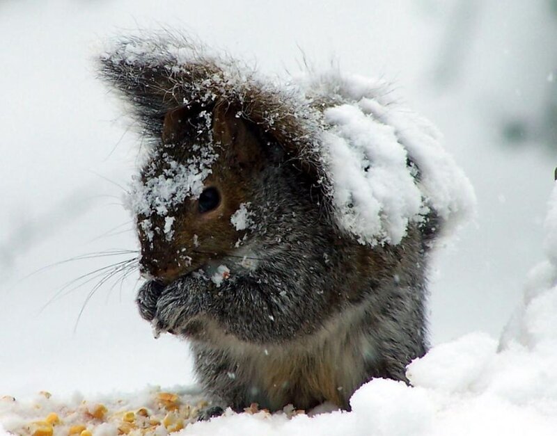 Squirrel in Snow — White