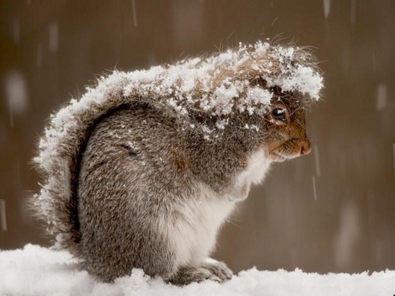 squirrel in snowstorm