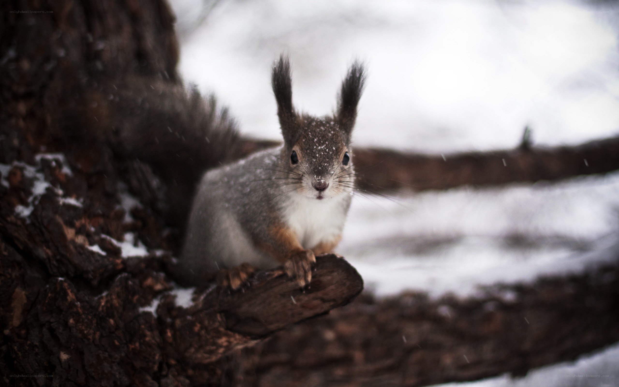 squirrel in snowy forest