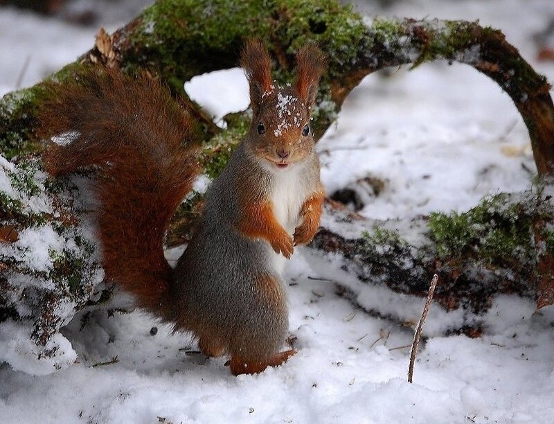 Squirrel in snowy forest