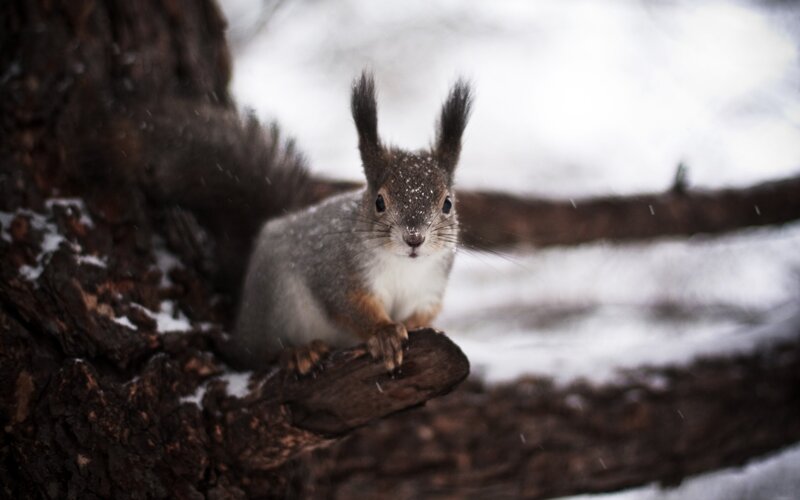 Squirrel in snowy forest