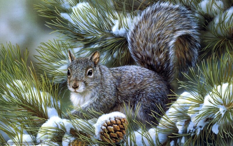 Squirrel in snowy pine branches