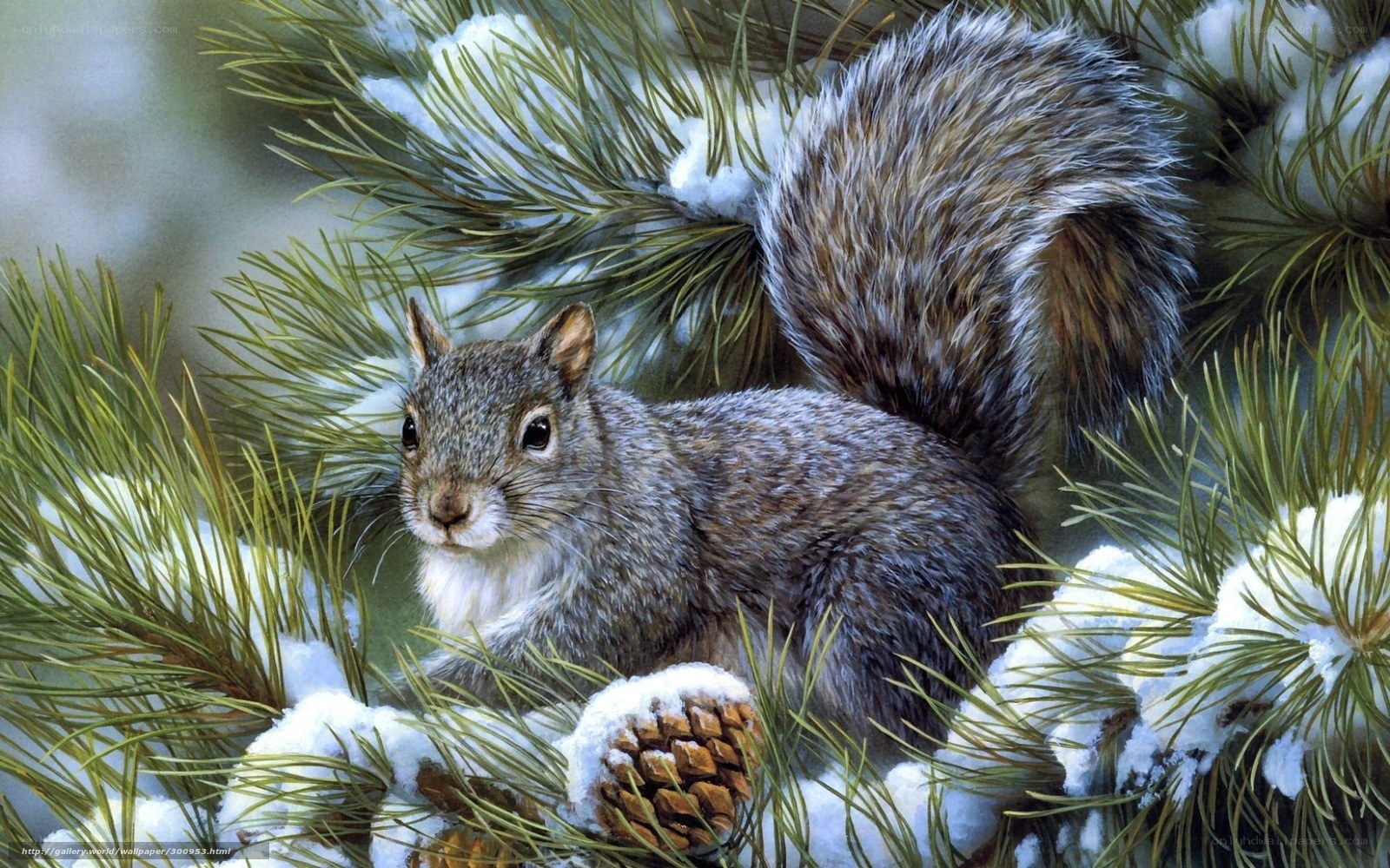 Squirrel in snowy pine branches