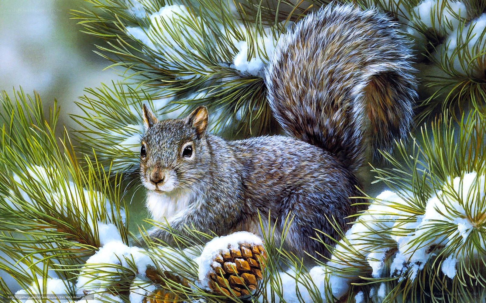 Squirrel in snowy pine tree
