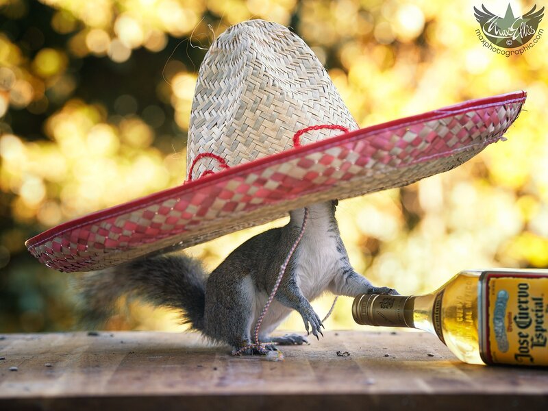 Squirrel in Sombrero