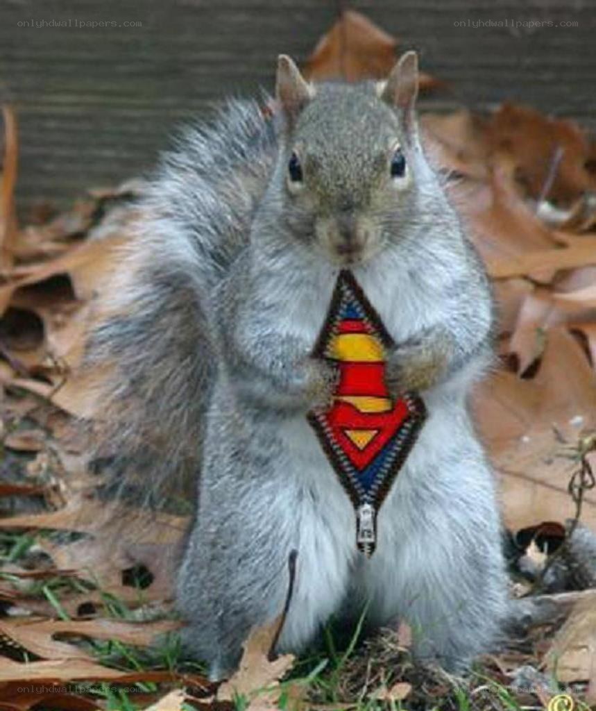 squirrel in superman costume
