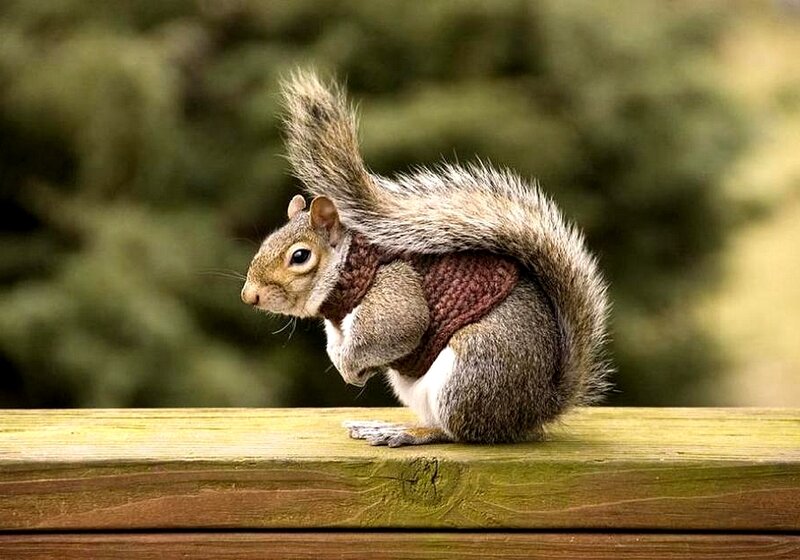 Squirrel in Sweater