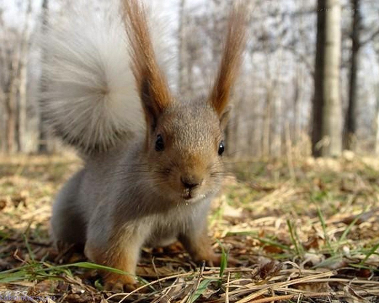 Squirrel in the forest