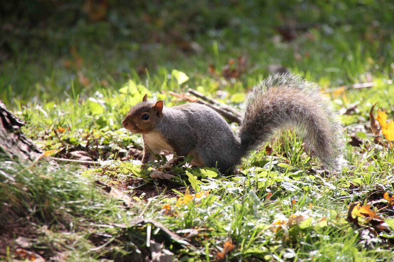 Squirrel in the grass