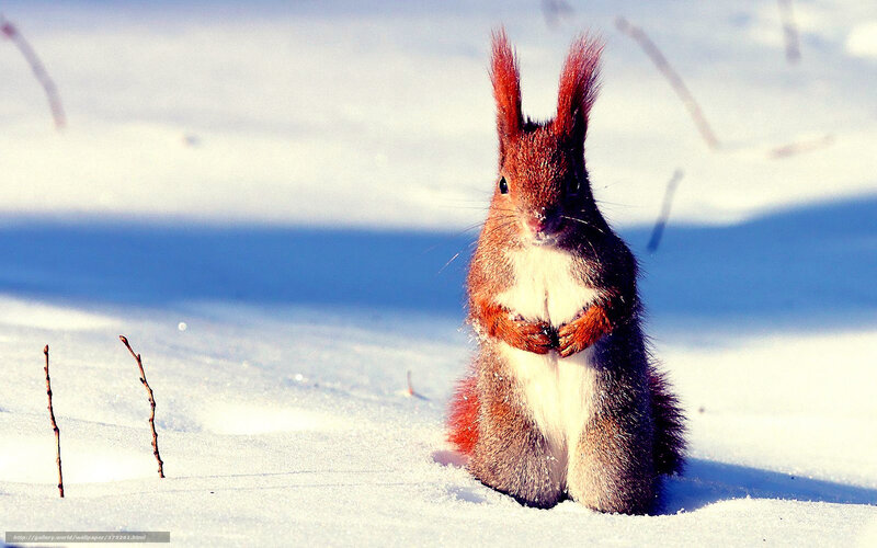 squirrel in the snow