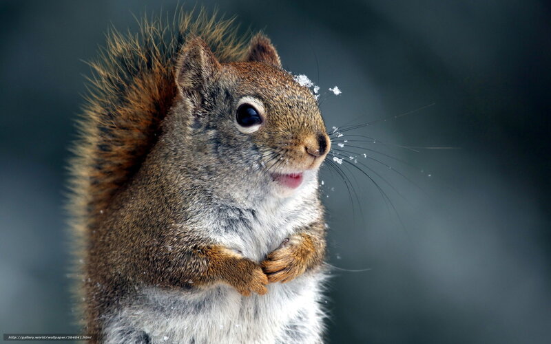 squirrel in the snow