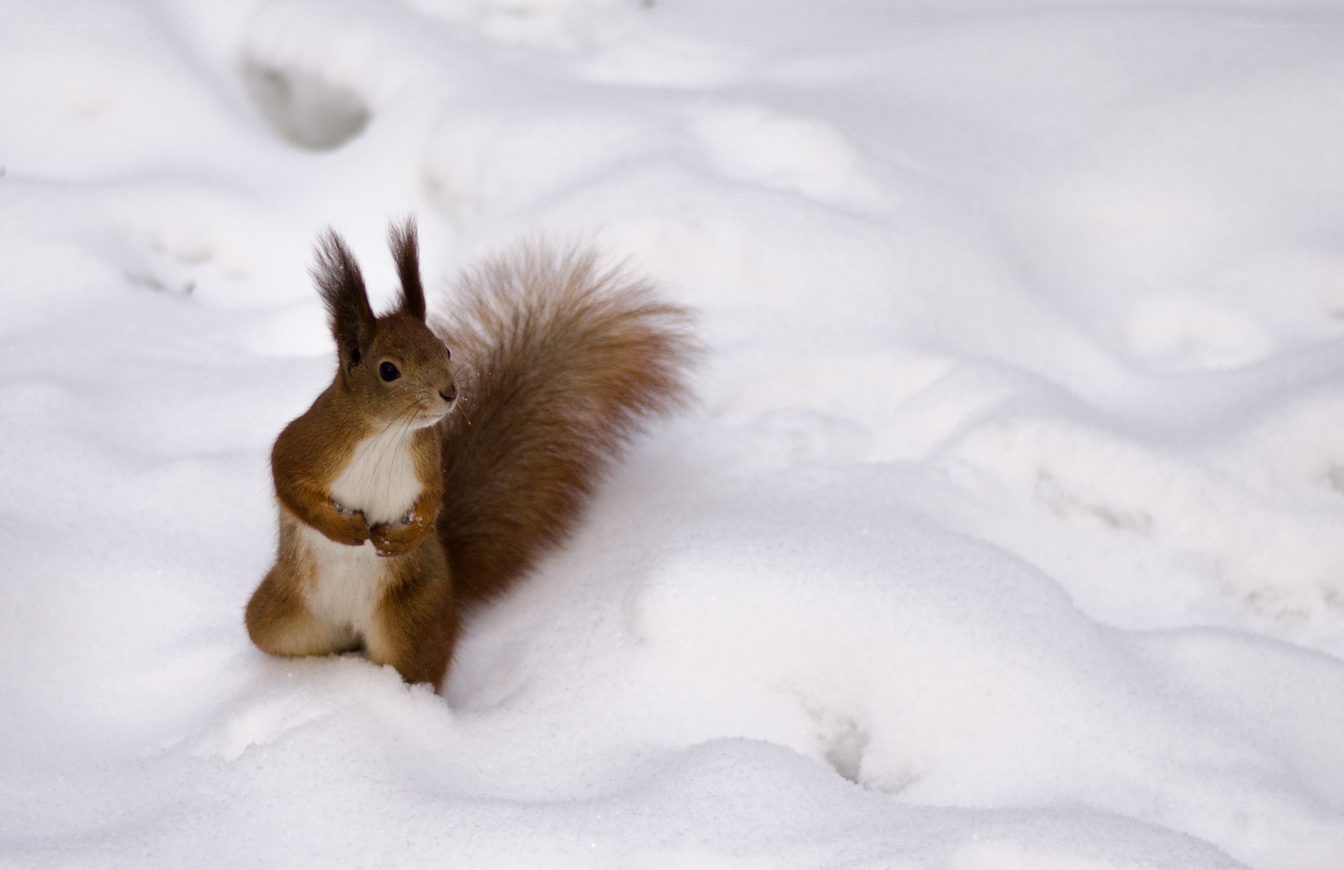 Squirrel in the snow