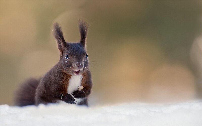 squirrel in the snow