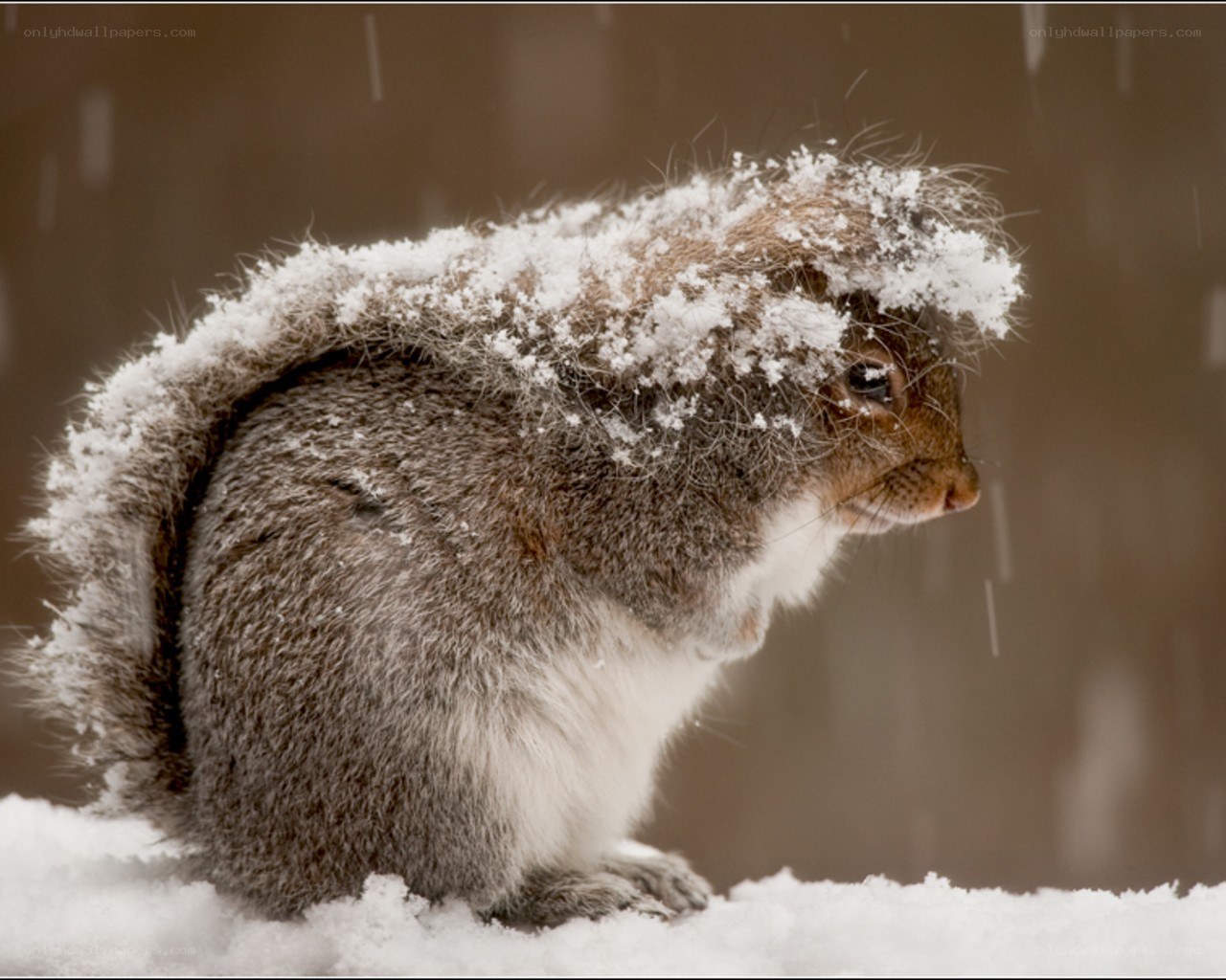 Squirrel in the snow